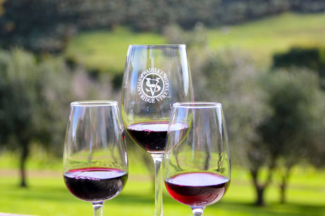 Wine Harvest in New Zealand - Best Time
