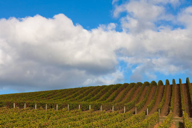 Wine Harvest in New Zealand - Best Season