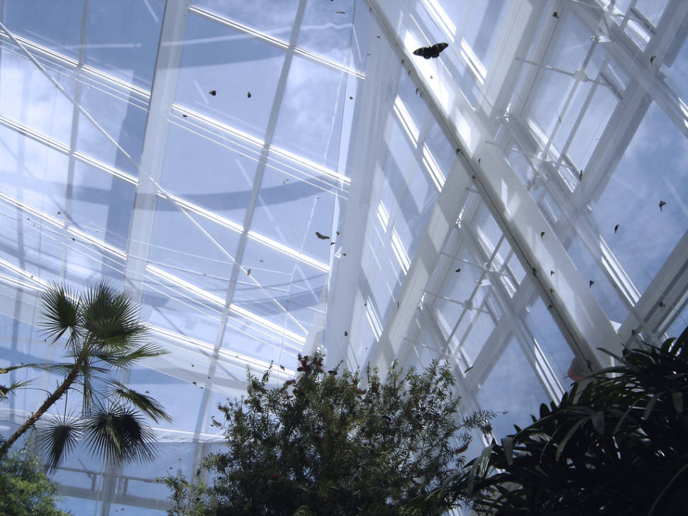 Best time for Butterfly Conservatory