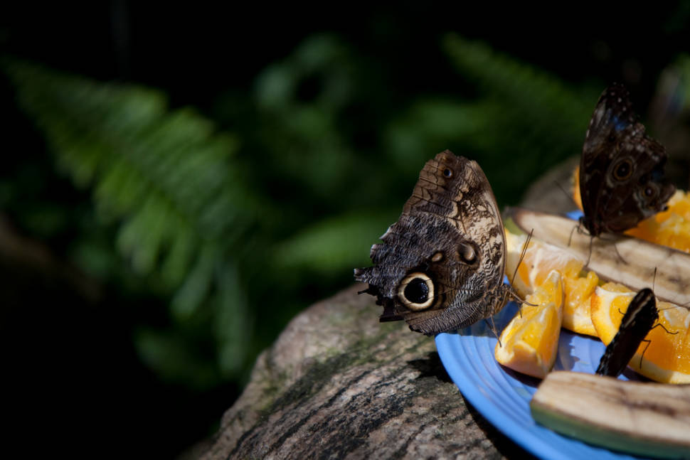 Best time for Butterfly Conservatory in Niagara Falls