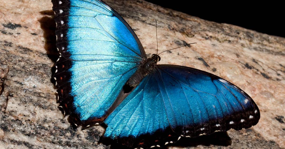 Butterfly Conservatory in Niagara Falls - Best Time