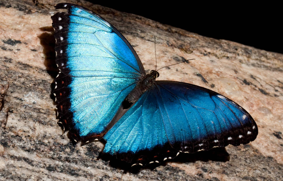 Butterfly Conservatory in Niagara Falls - Best Time
