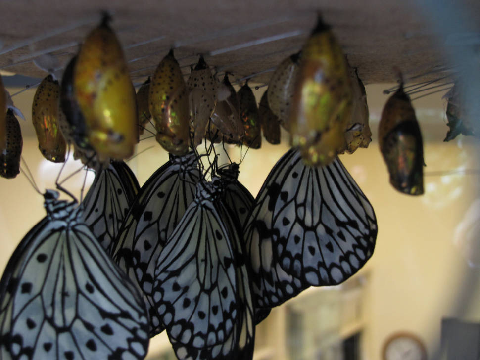 Butterfly Conservatory in Niagara Falls - Best Season