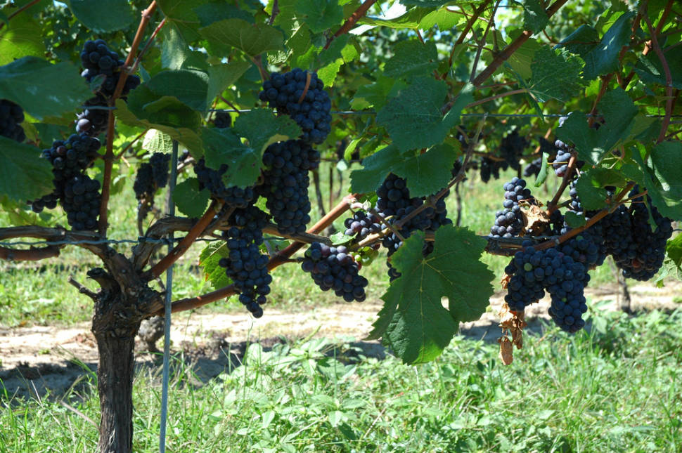 Grape (Wine) Harvest in Niagara Falls - Best Season