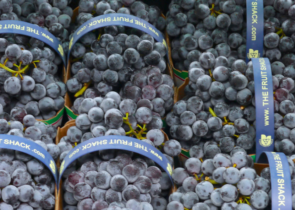 Best time for Grape (Wine) Harvest in Niagara Falls