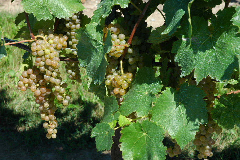 Grape (Wine) Harvest in Niagara Falls - Best Time