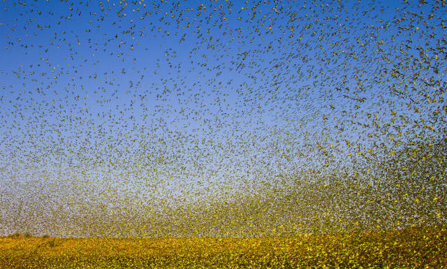 Budgie Tornado in Northern Territory - Best Season