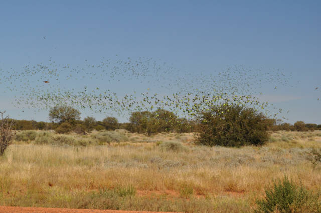 Best time to see Budgie Tornado