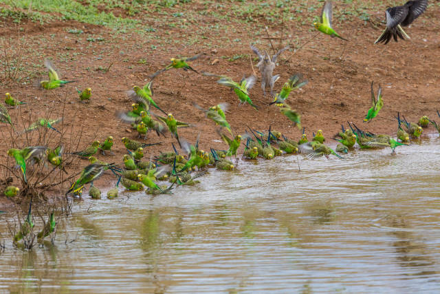 Best time to see Budgie Tornado in Northern Territory