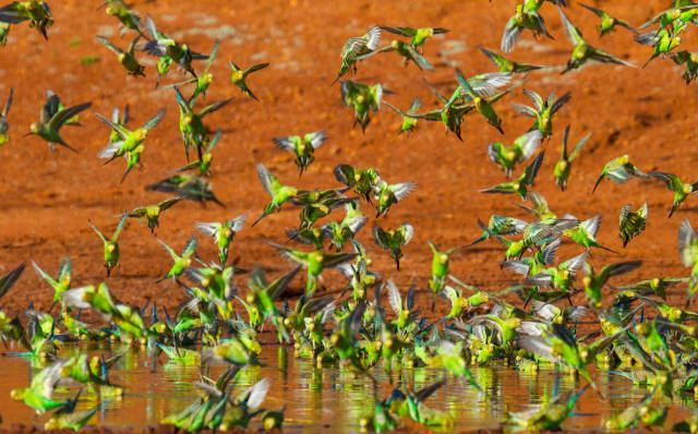 Budgie Tornado in Northern Territory - Best Time