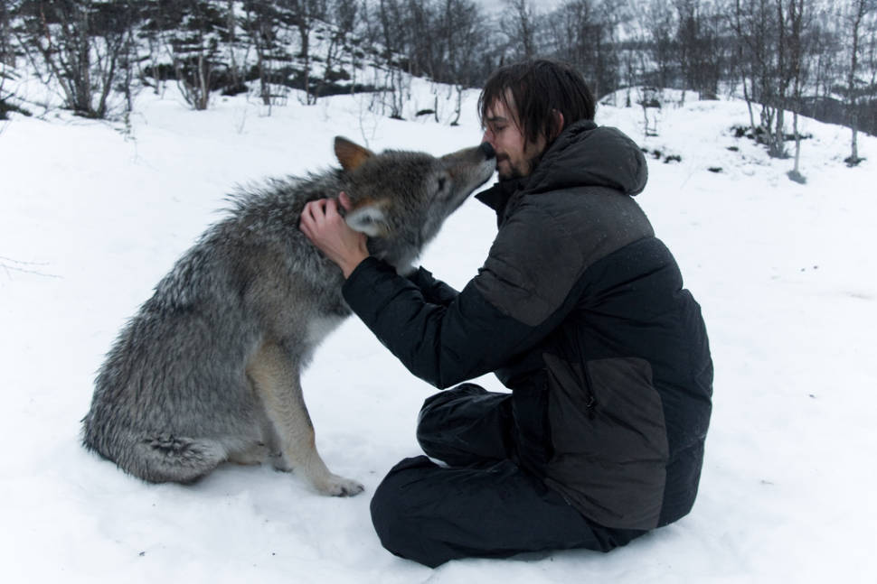 A Kiss from an Arctic Wolf in Norway - Best Time