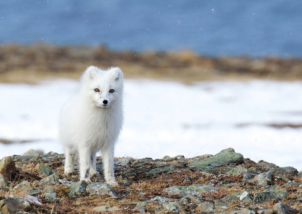 The arctic fox in Svalbard