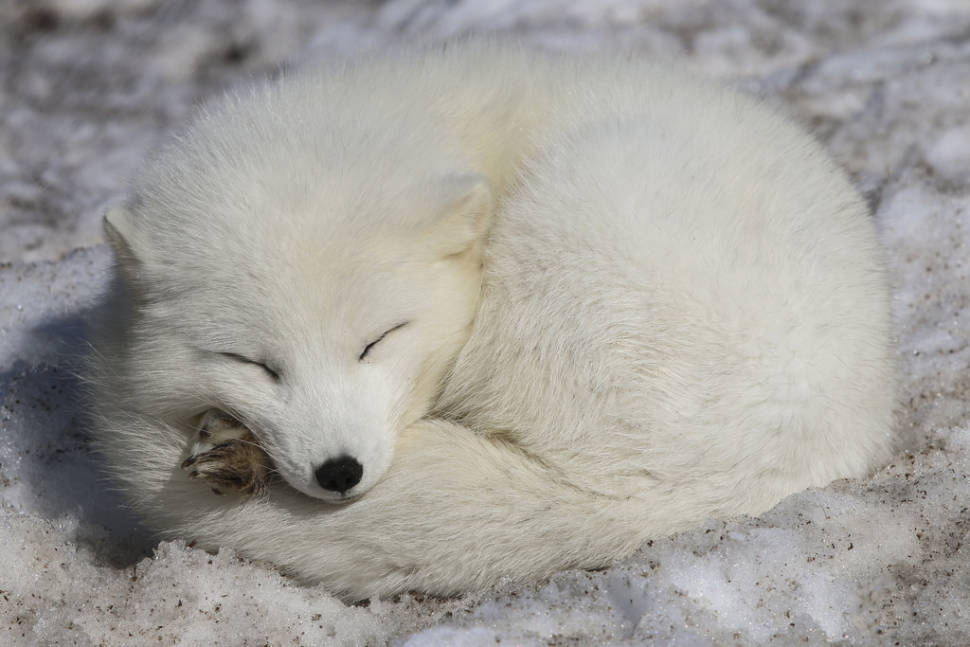 Arctic Fox in Norway - Best Season
