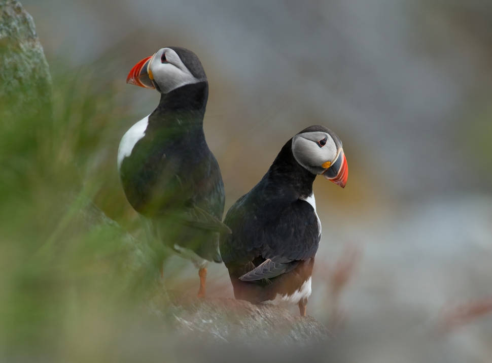 Best time for Atlantic Puffin in Norway