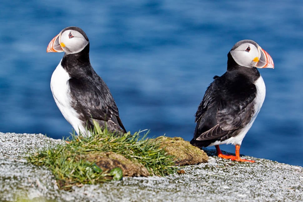 Atlantic Puffin in Norway - Best Season