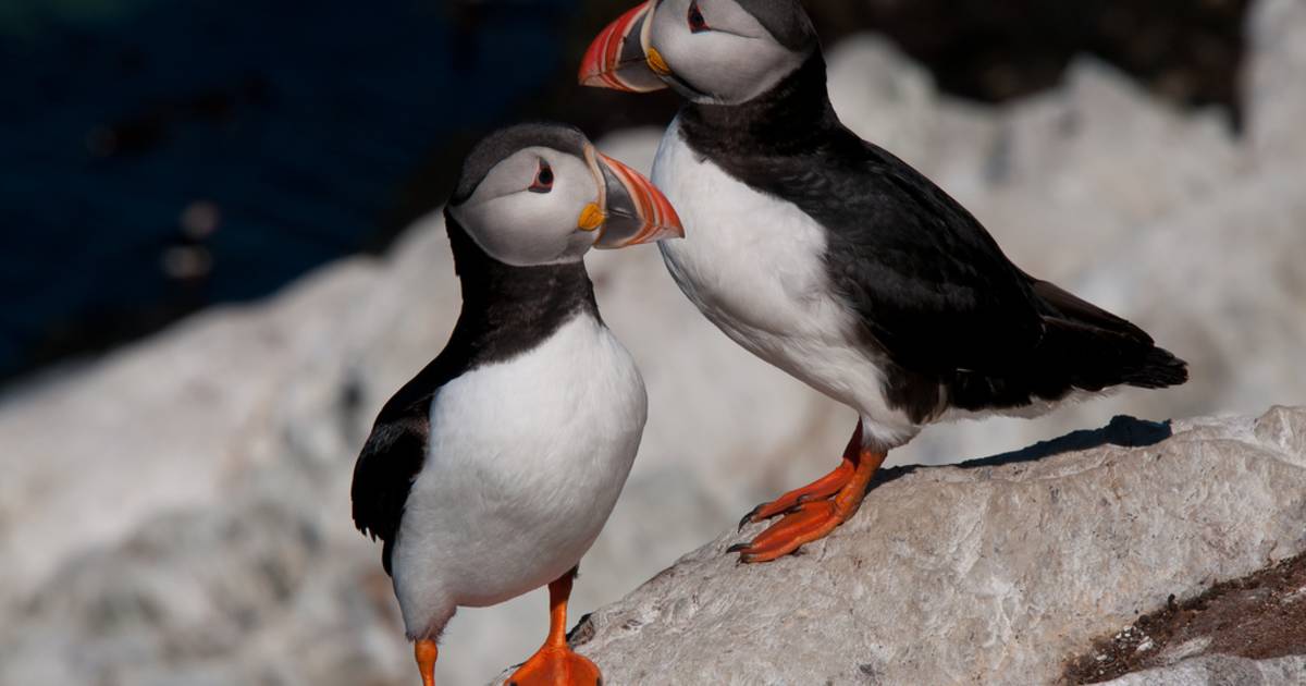 Atlantic Puffin in Norway - Best Time