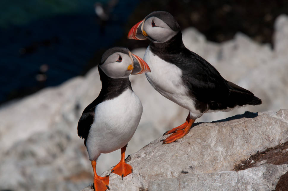 Atlantic Puffin in Norway - Best Time