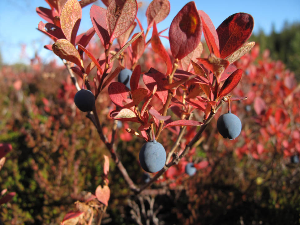 Bilberries in Norway - Best Season