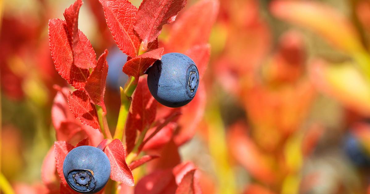 Bilberries in Norway - Best Time