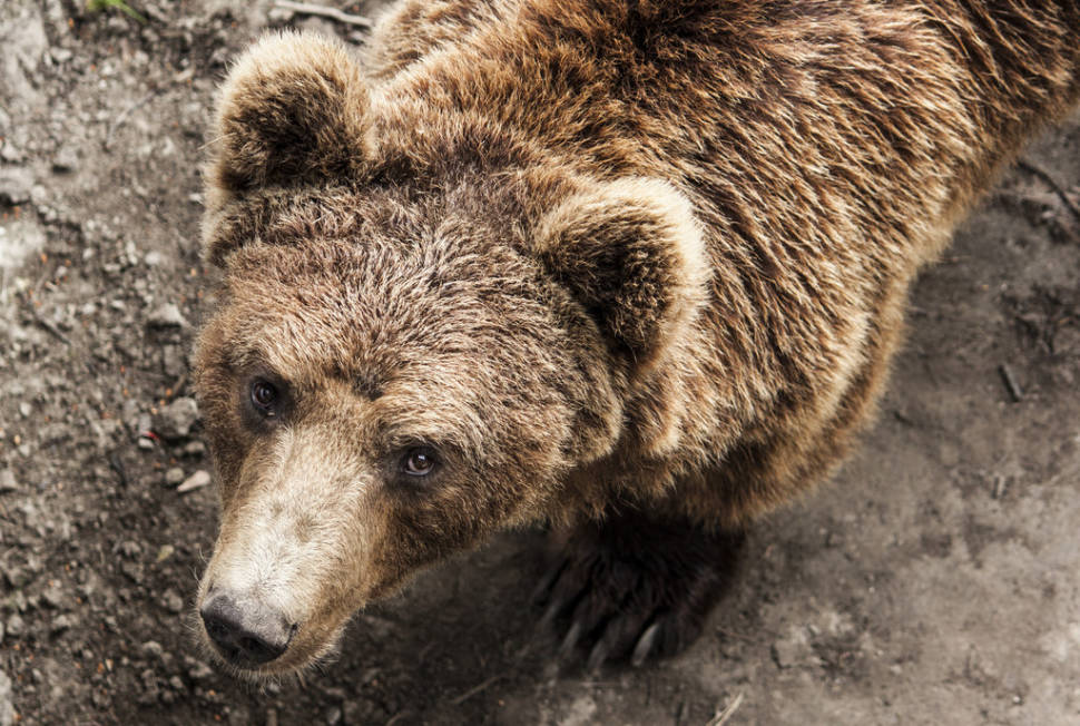 Best Time to See Brown Bears in Norway 2019 - When & Where to See