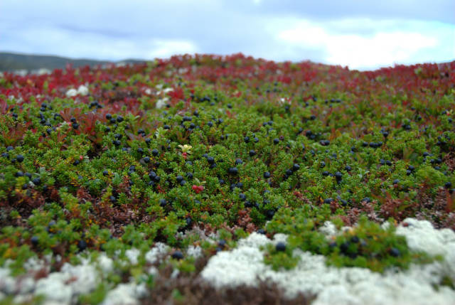 Crowberries, Krekling or Krøkebær in Norway - Best Season