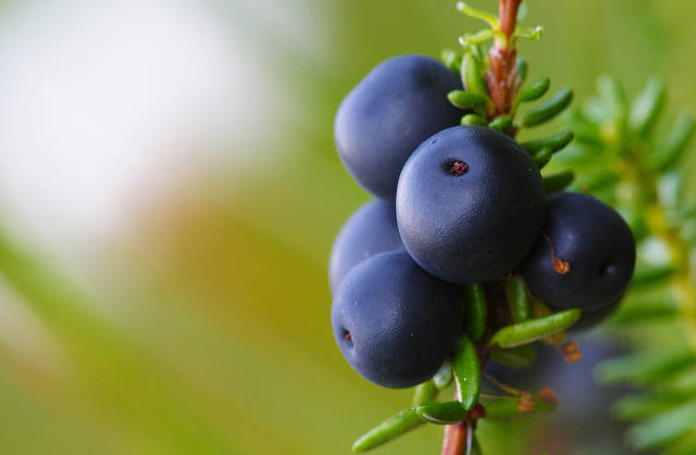 Crowberries, Krekling or Krøkebær in Norway - Best Time