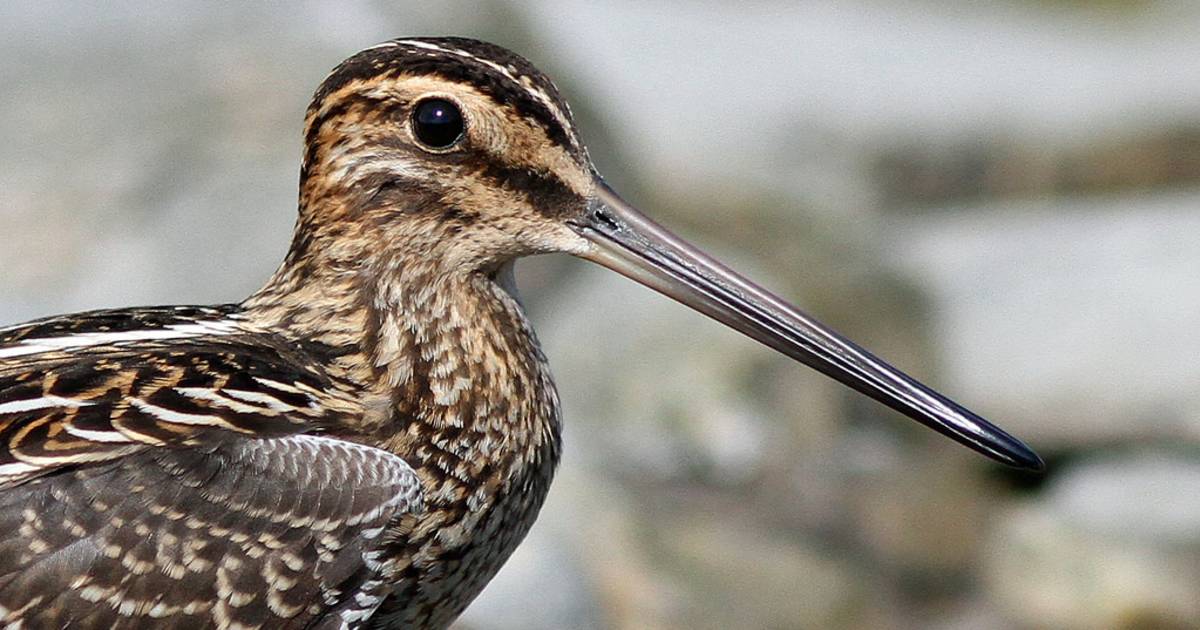 Great Snipe in Norway - Best Time