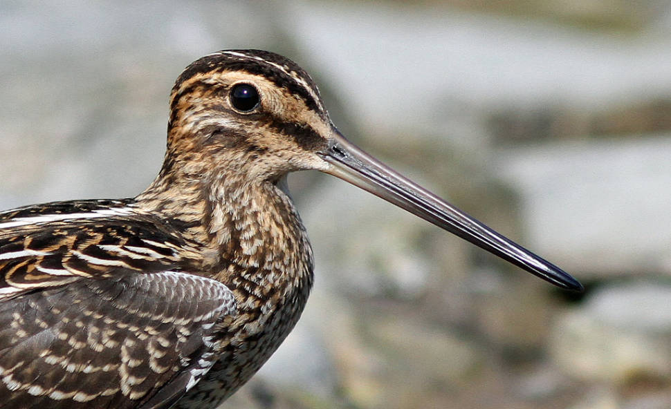 Great Snipe in Norway - Best Time