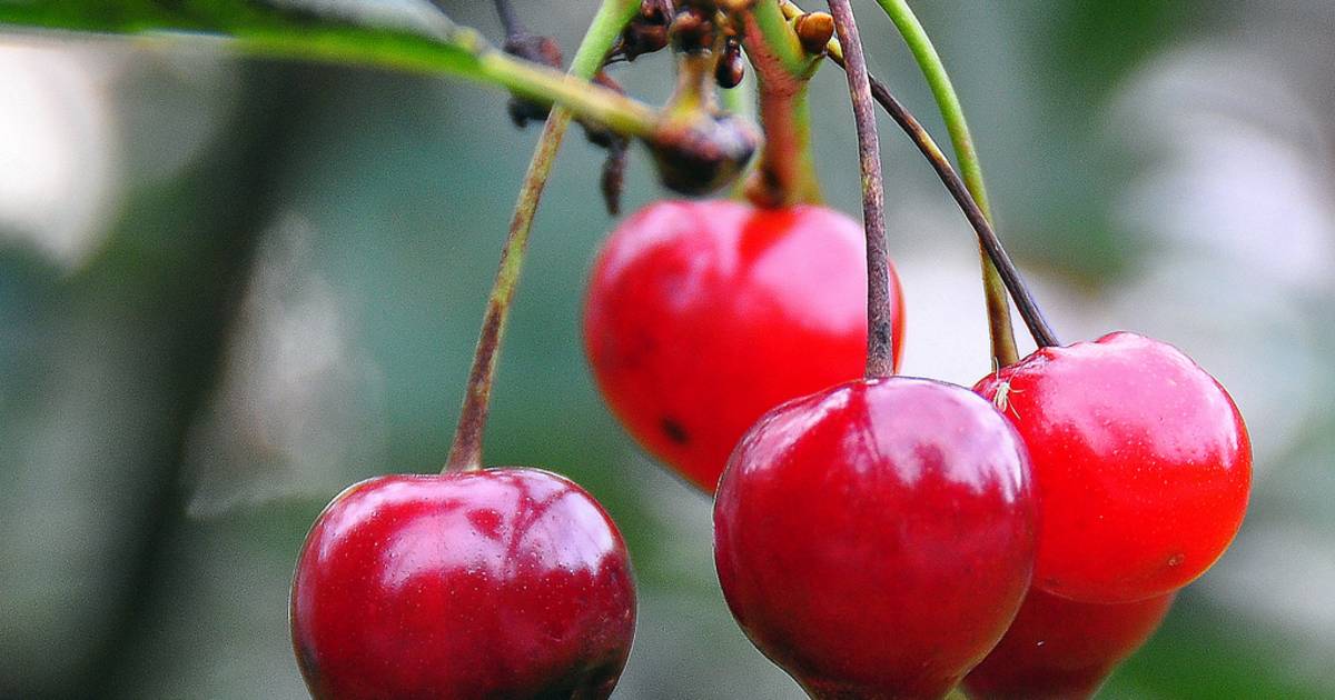 Morello Cherries or Moreller in Norway - Best Time