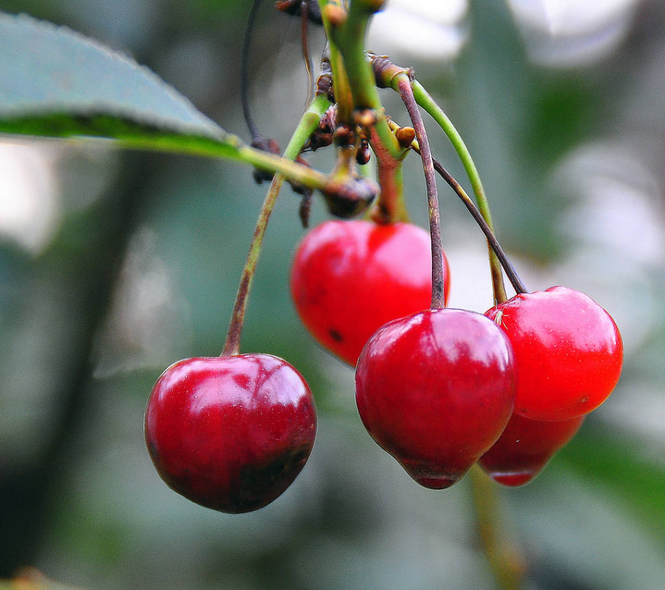 Morello Cherries or Moreller in Norway - Best Time