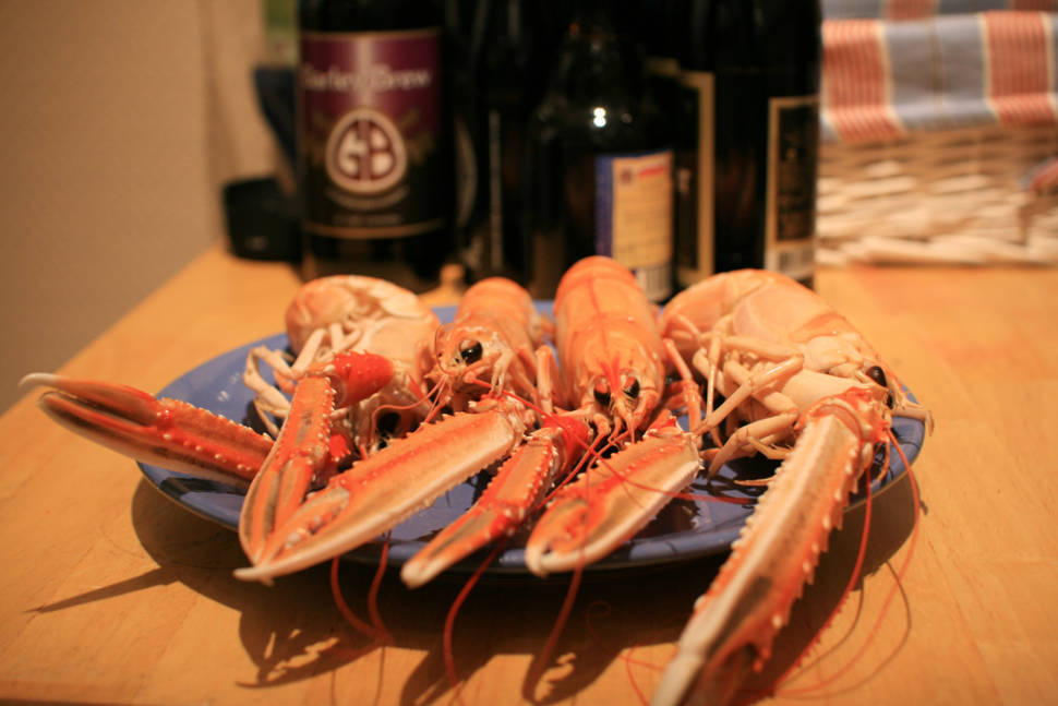 Norwegian Lobster in Norway - Best Time