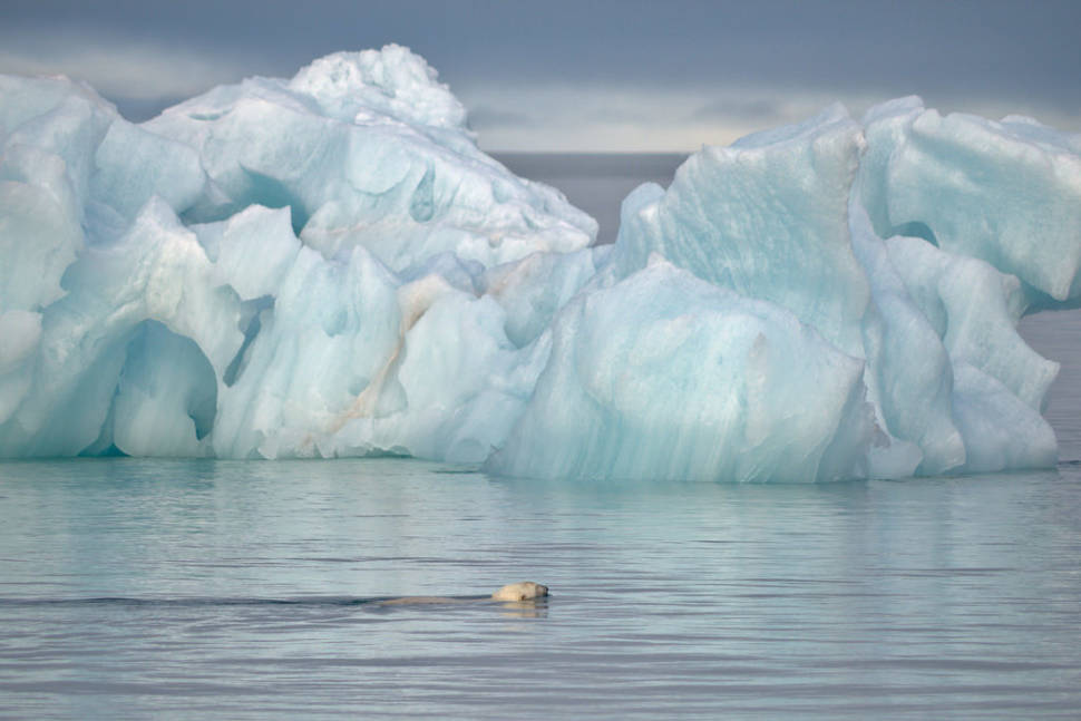 Polar Bear in Norway - Best Season