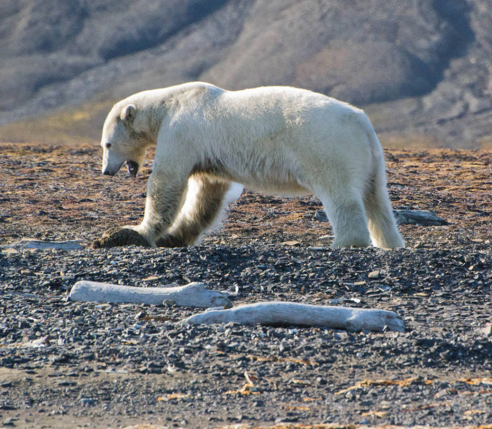 Best time for Polar Bear in Norway