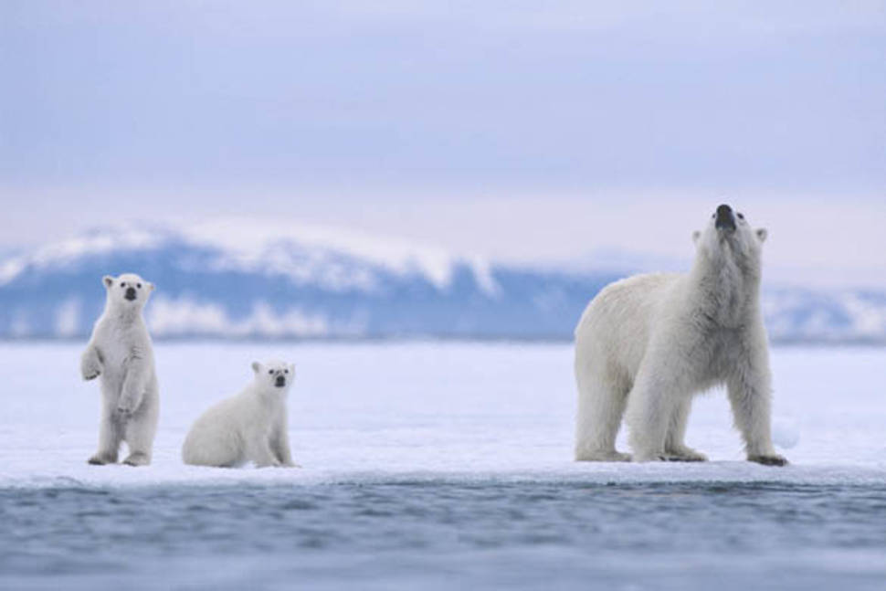 Polar Bear in Norway - Best Time