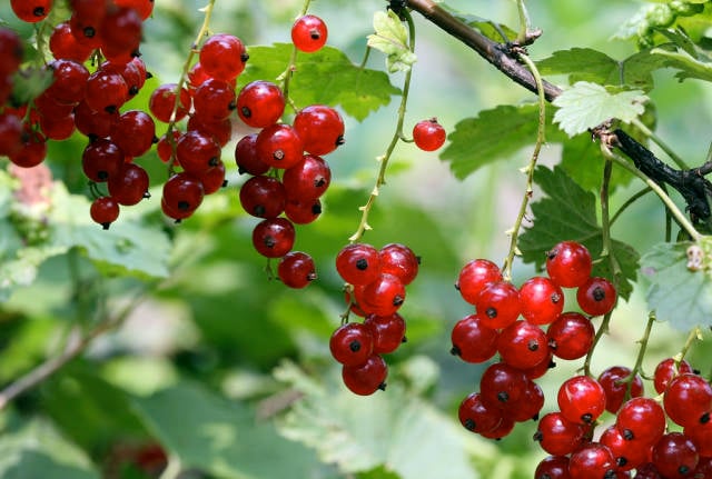 Red and Black Currants or Rips and Solbær in Norway - Best Season
