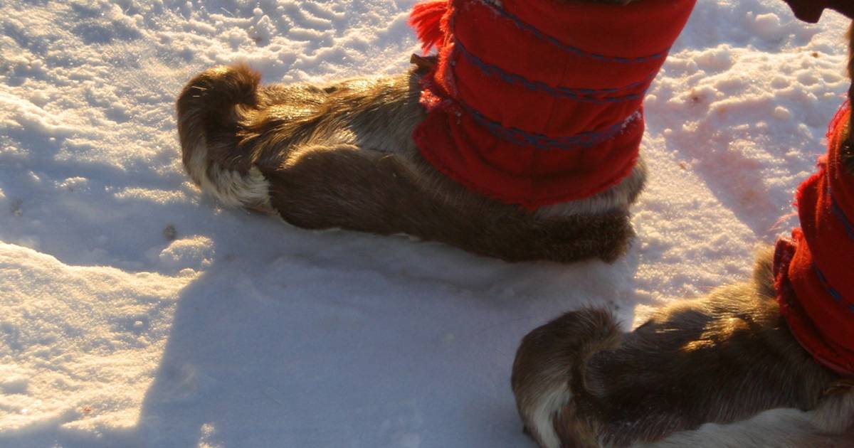 Reindeer Sledding and Sami Culture in Norway - Best Time