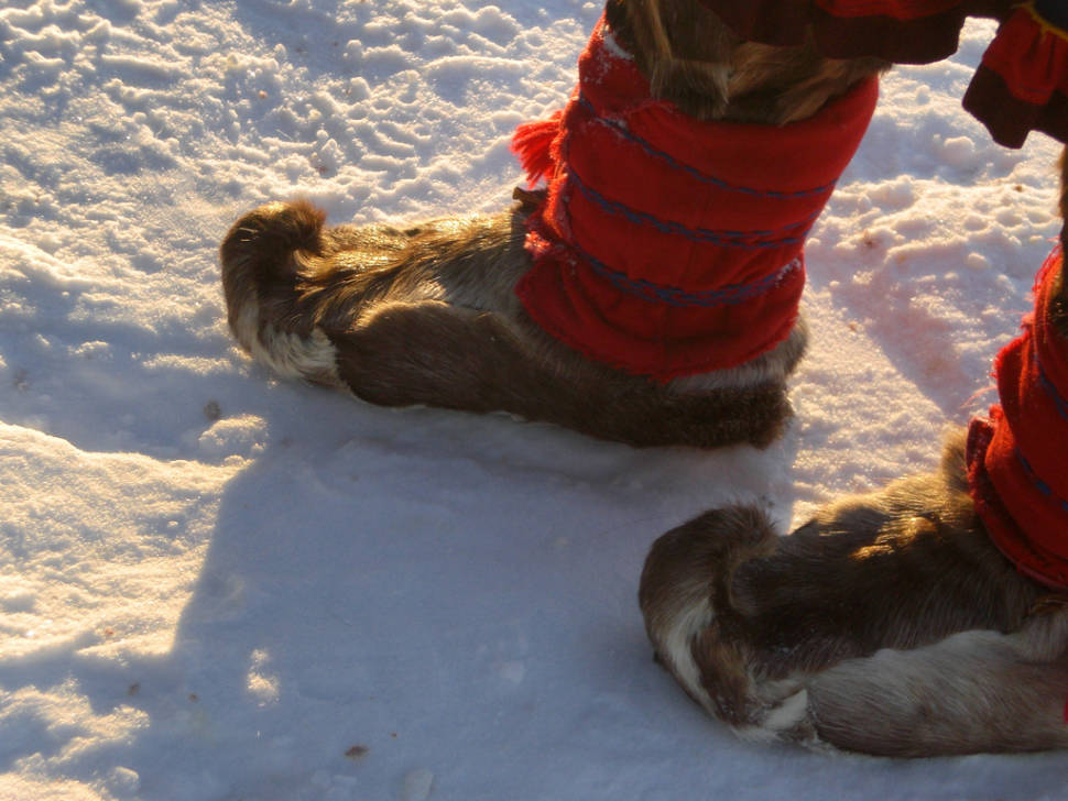Reindeer Sledding and Sami Culture in Norway - Best Time