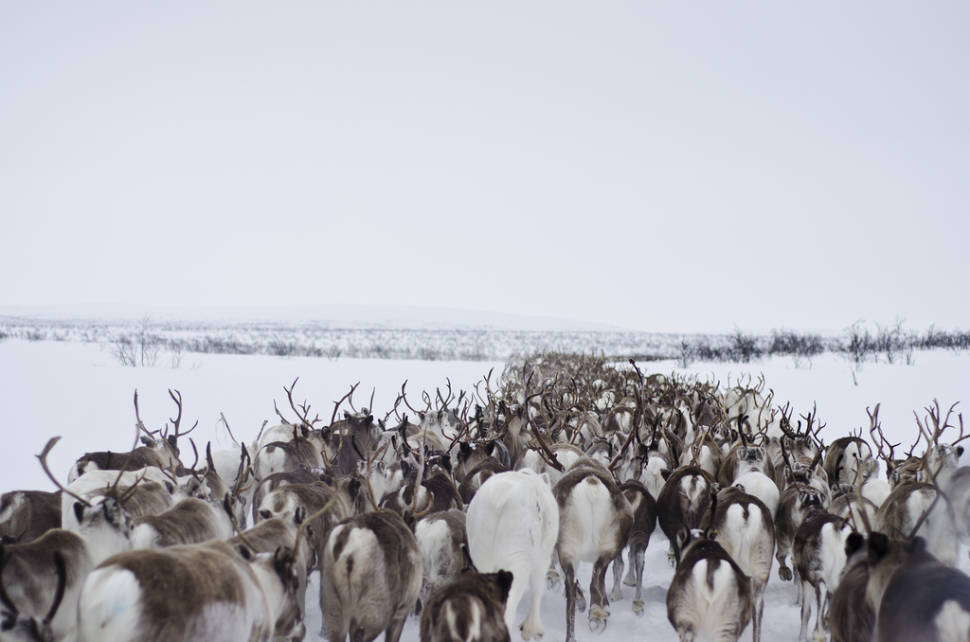 Reindeer Migration in Norway - Best Season