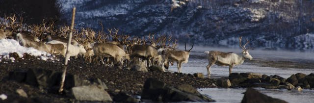 Best time for Reindeer Migration in Norway