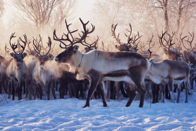 Reindeer Migration in Norway - Best Time