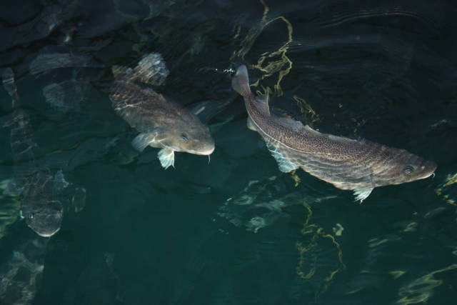 Best time for Salmon Fishing in Norway