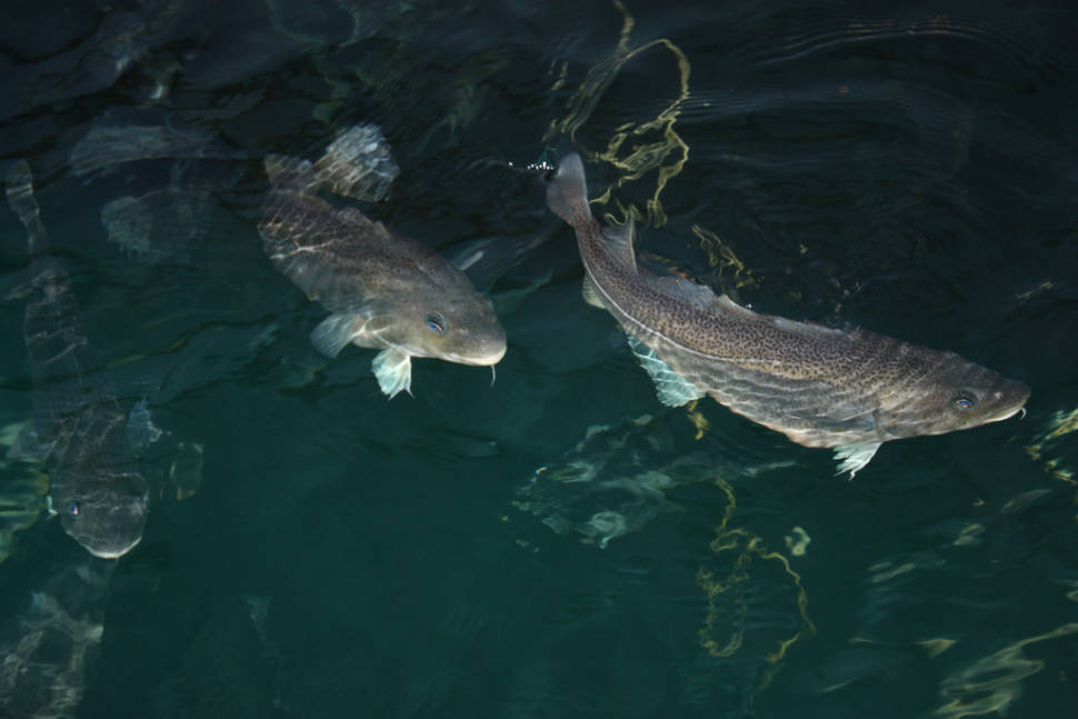Best time for Salmon Fishing in Norway