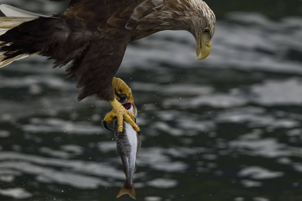 Sea Eagle Safari in Norway - Best Season