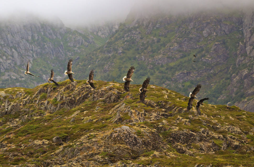 Best time to see Sea Eagle Safari in Norway