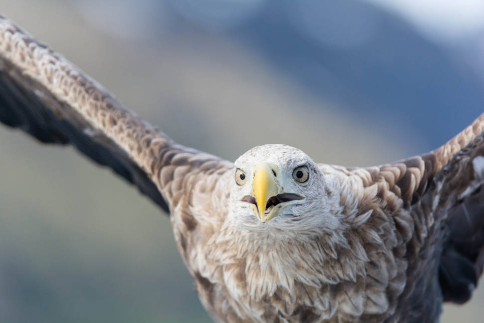 Best time for Sea Eagle Safari in Norway