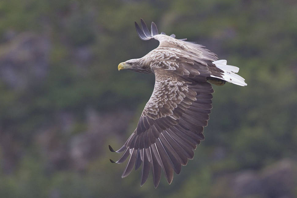 Sea Eagle Safari in Norway - Best Time