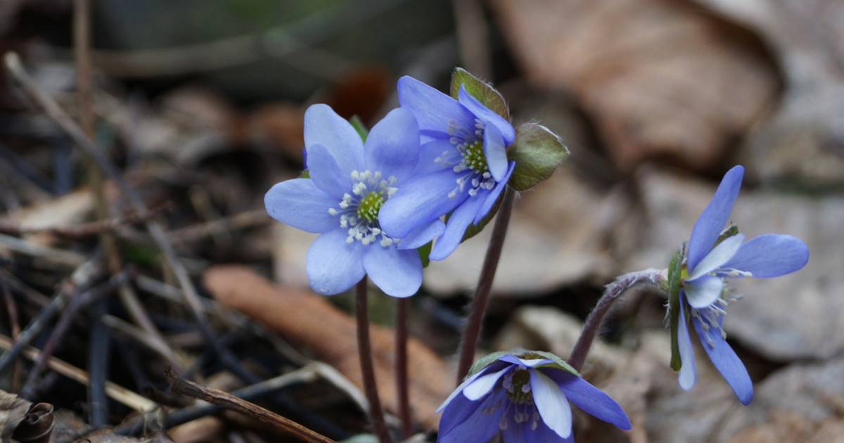 Spring in Norway - Best Time