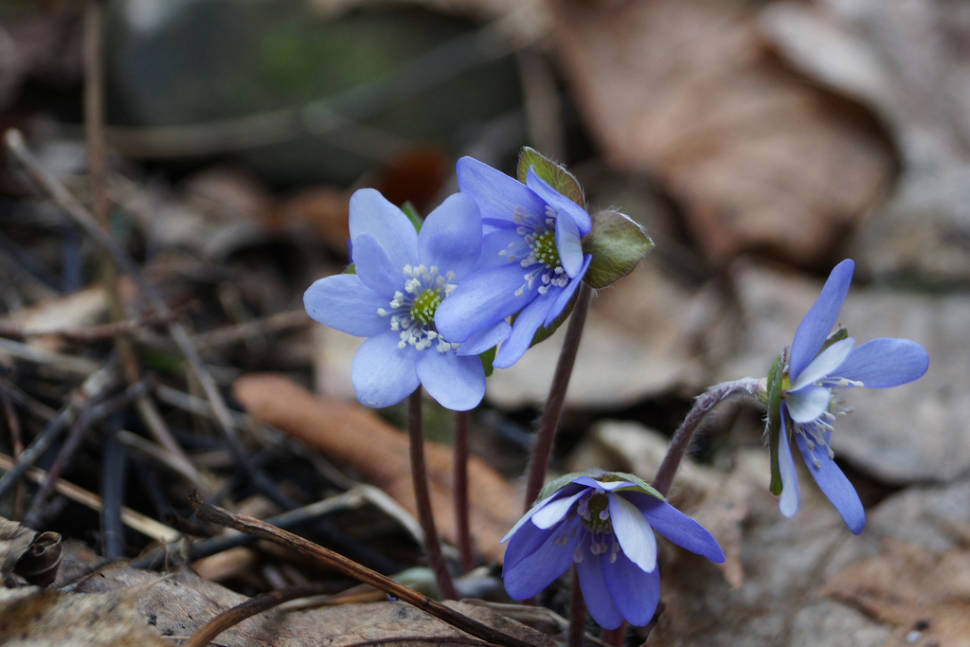 Spring in Norway - Best Time