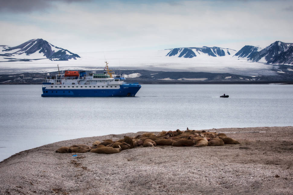 Walrus in Norway - Best Season