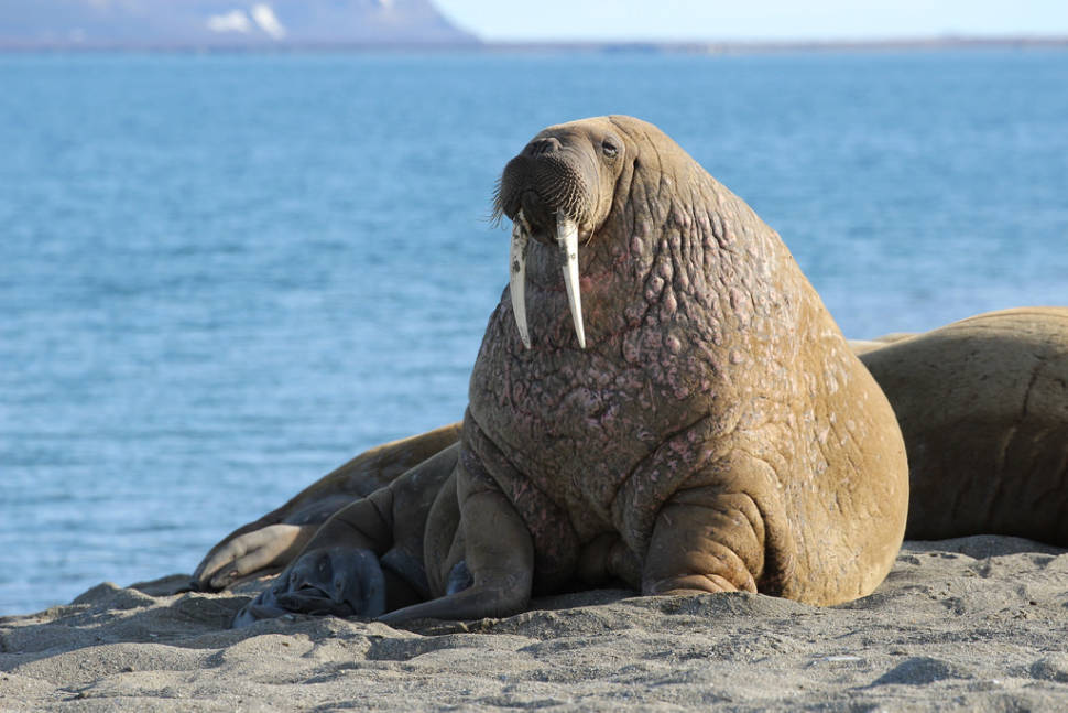 Walrus in Norway - Best Time